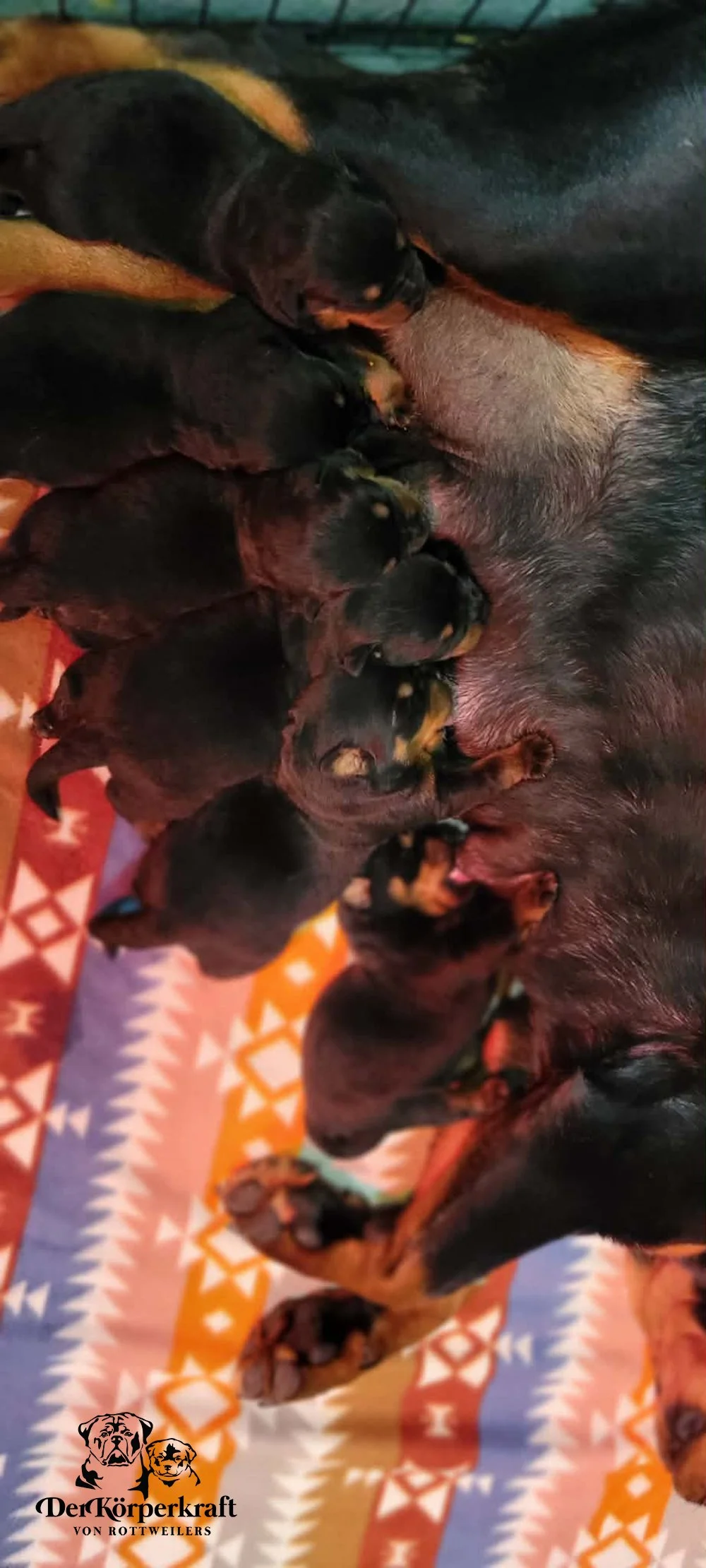 6P-Virtus-Dina-Birth-Litter (5).jpg