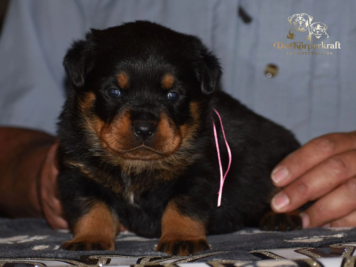 6P-Virtus-Dina-3wk-Female-Pink (1)b.jpg