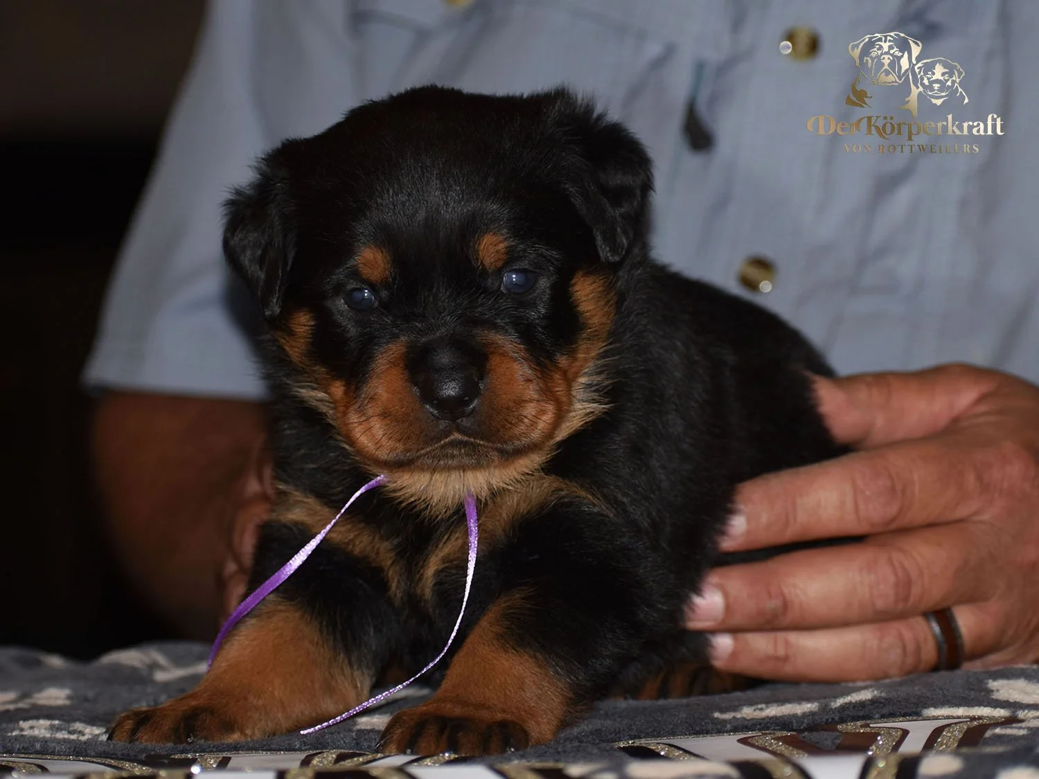 6P-Virtus-Dina-3wk-Female-Purple (1)b.jpg