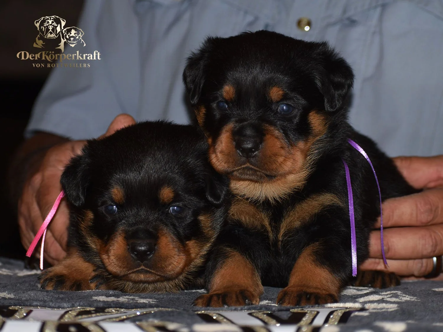6P-Virtus-Dina-3wk-Females-Pink-Purple (1)b.jpg