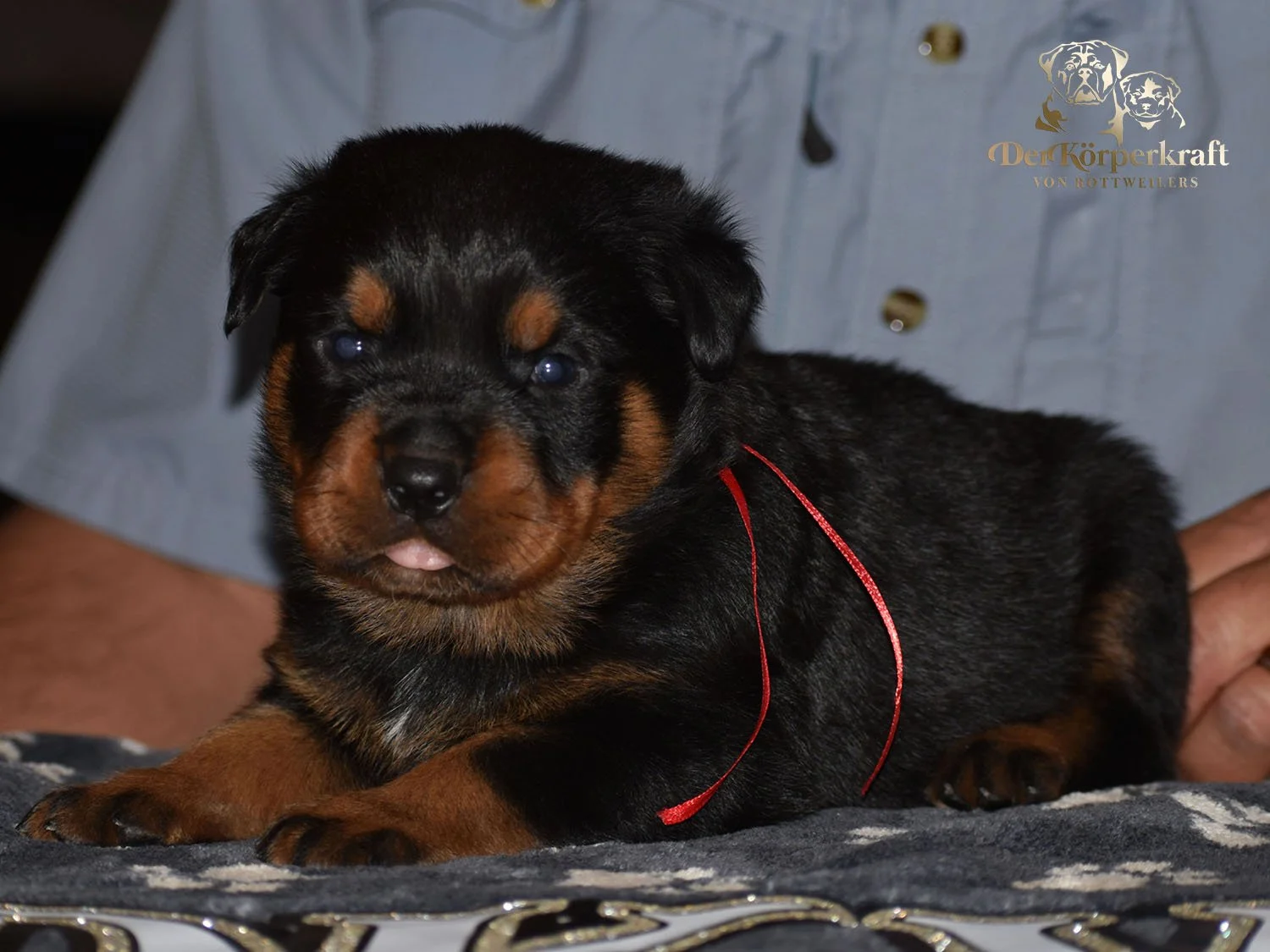 6P-Virtus-Dina-3wk-Male-Red (1)b.jpg