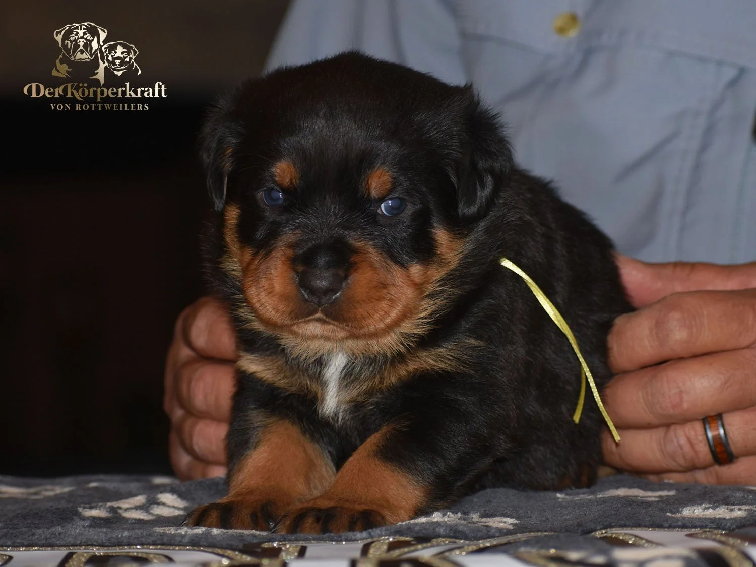6P-Virtus-Dina-3wk-Male-Yellow (1)b.jpg