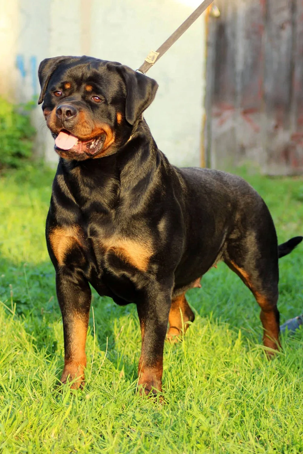 DKVRottweilers-Rottweiler-Brenda-Vom-Haus-Radunovic.jpg