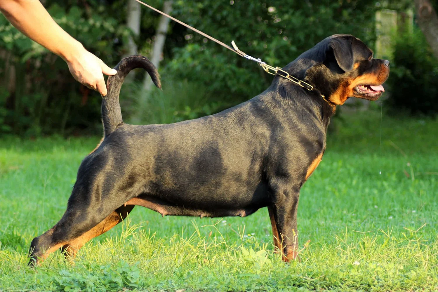 DKVRottweilers-Rottweiler-Brenda-Vom-Haus-Radunovic-1.jpg