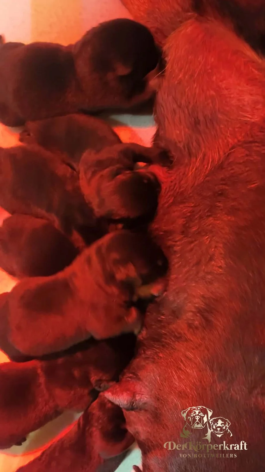 6Q-JohnWick-Brenda-1wk-Litter (6)a.jpg