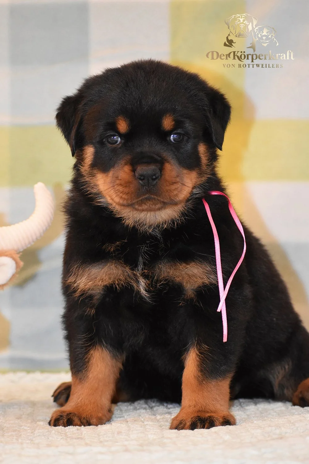 6P-Virtus-Dina-5wk-Female-Pink (2)b.jpg