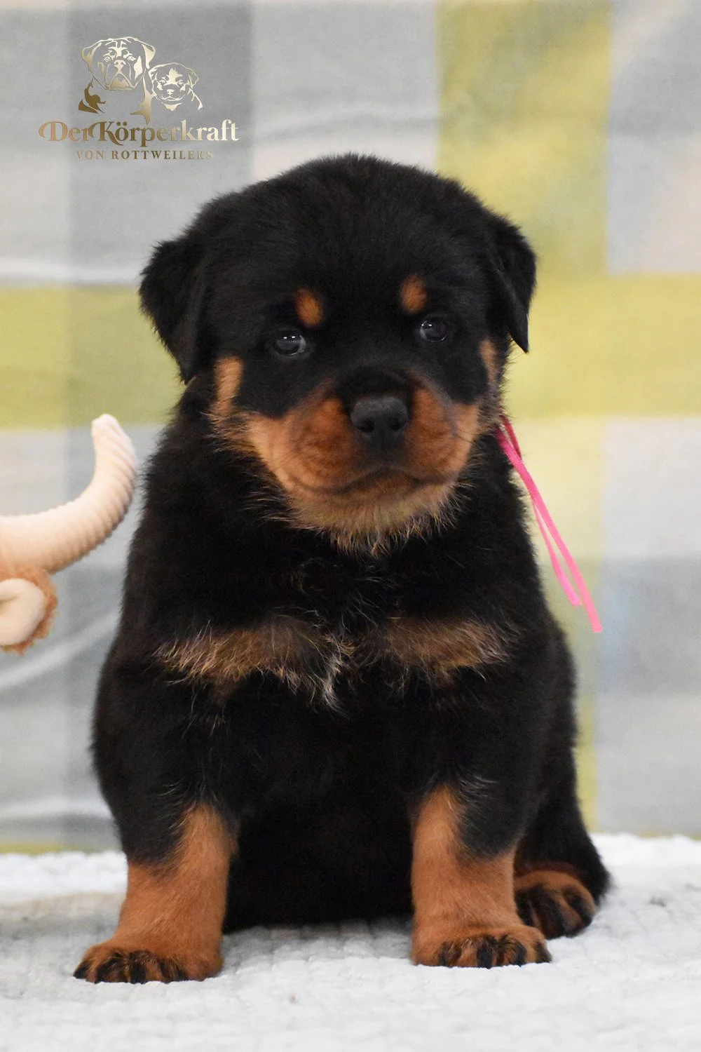 6P-Virtus-Dina-5wk-Female-Pink (1)b.jpg