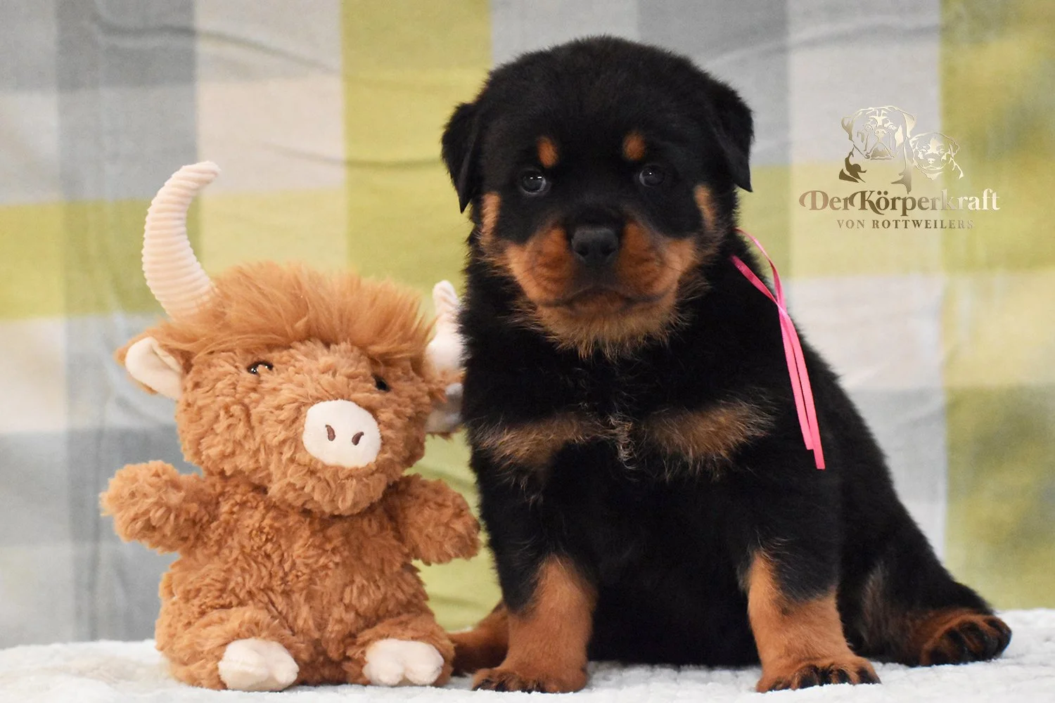 6P-Virtus-Dina-5wk-Female-Pink (3)b.jpg