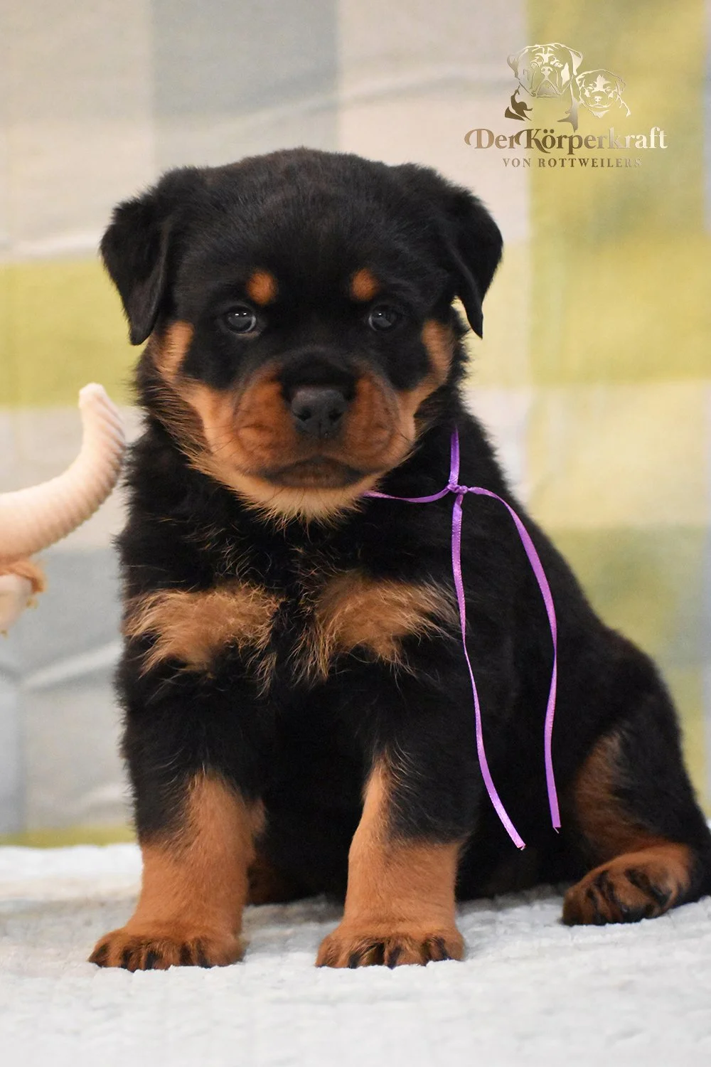 6P-Virtus-Dina-5wk-Female-Purple (1)b.jpg