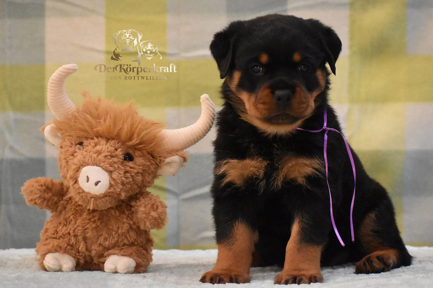 6P-Virtus-Dina-5wk-Female-Purple (2)b.jpg
