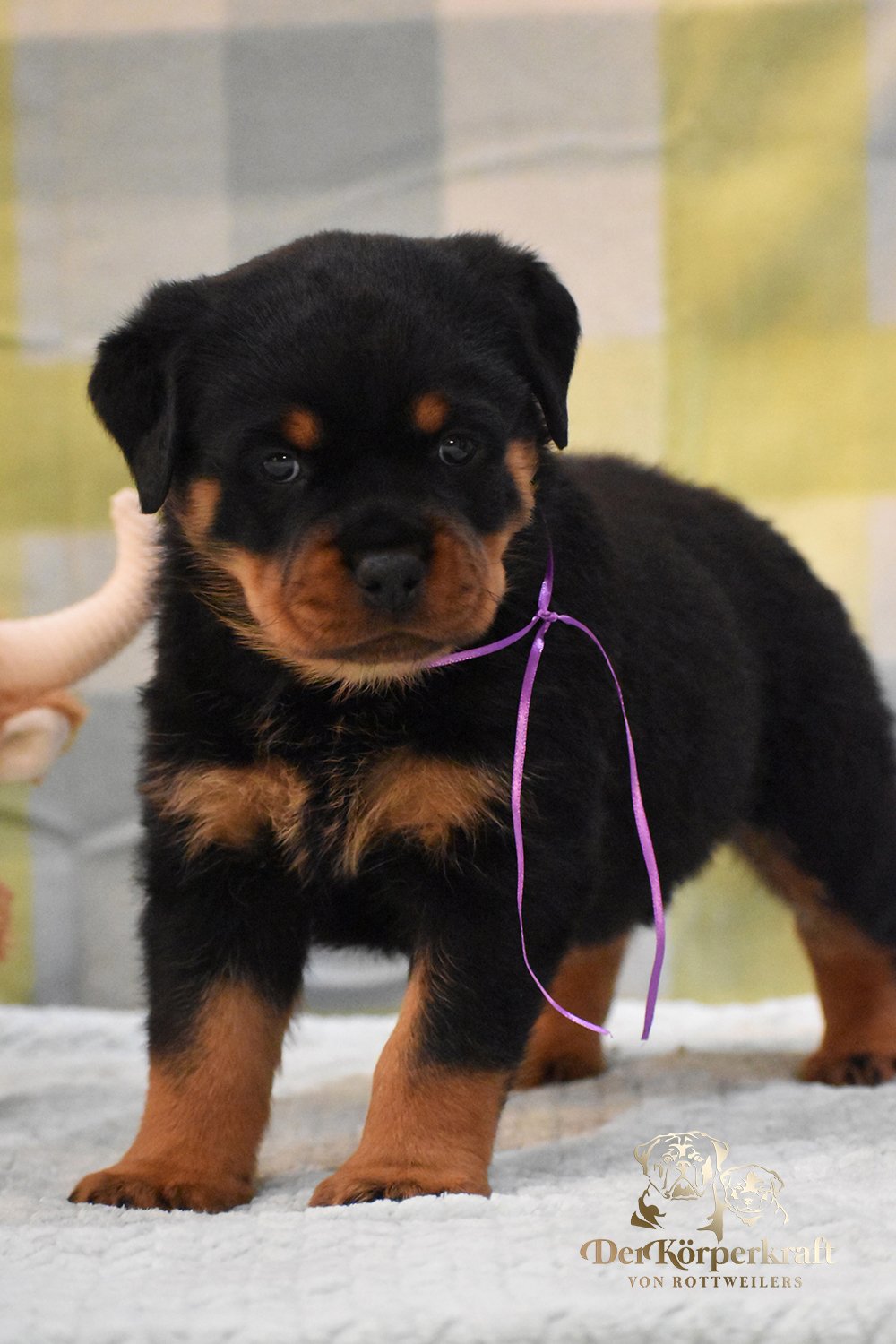 6P-Virtus-Dina-5wk-Female-Purple (3)b.jpg