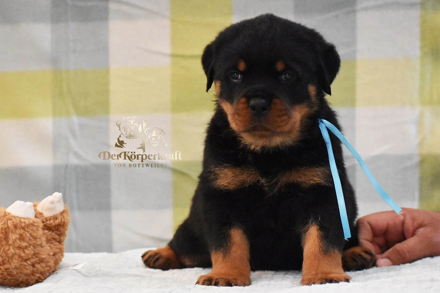 6P-Virtus-Dina-5wk-Male-Blue (1)b.jpg