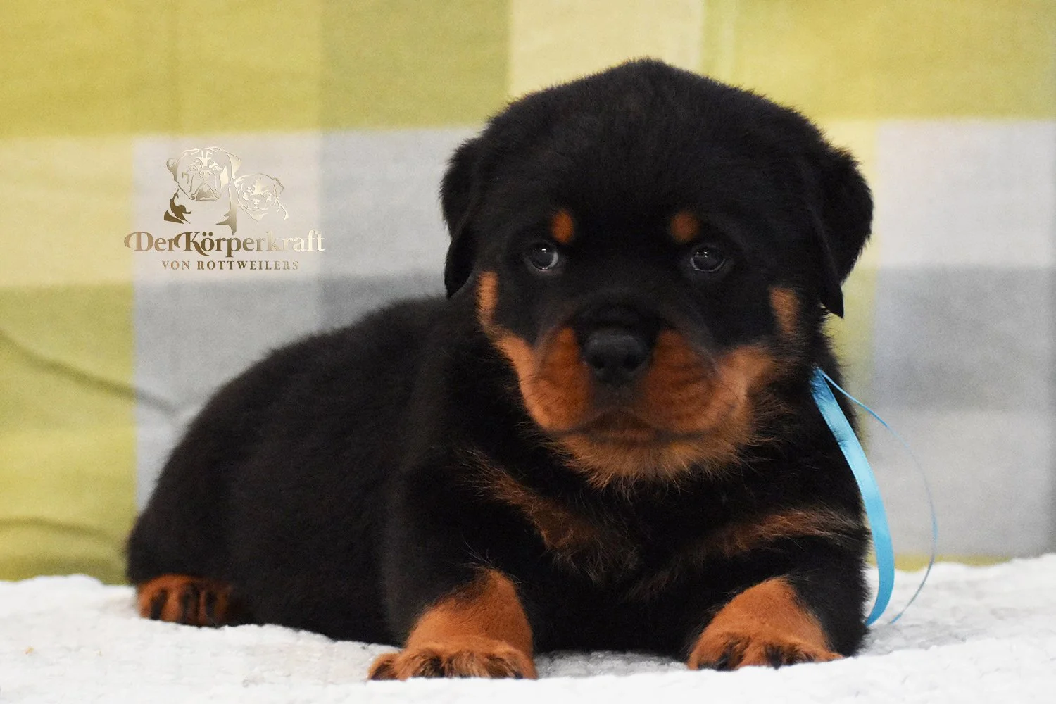 6P-Virtus-Dina-5wk-Male-Blue (2)b.jpg