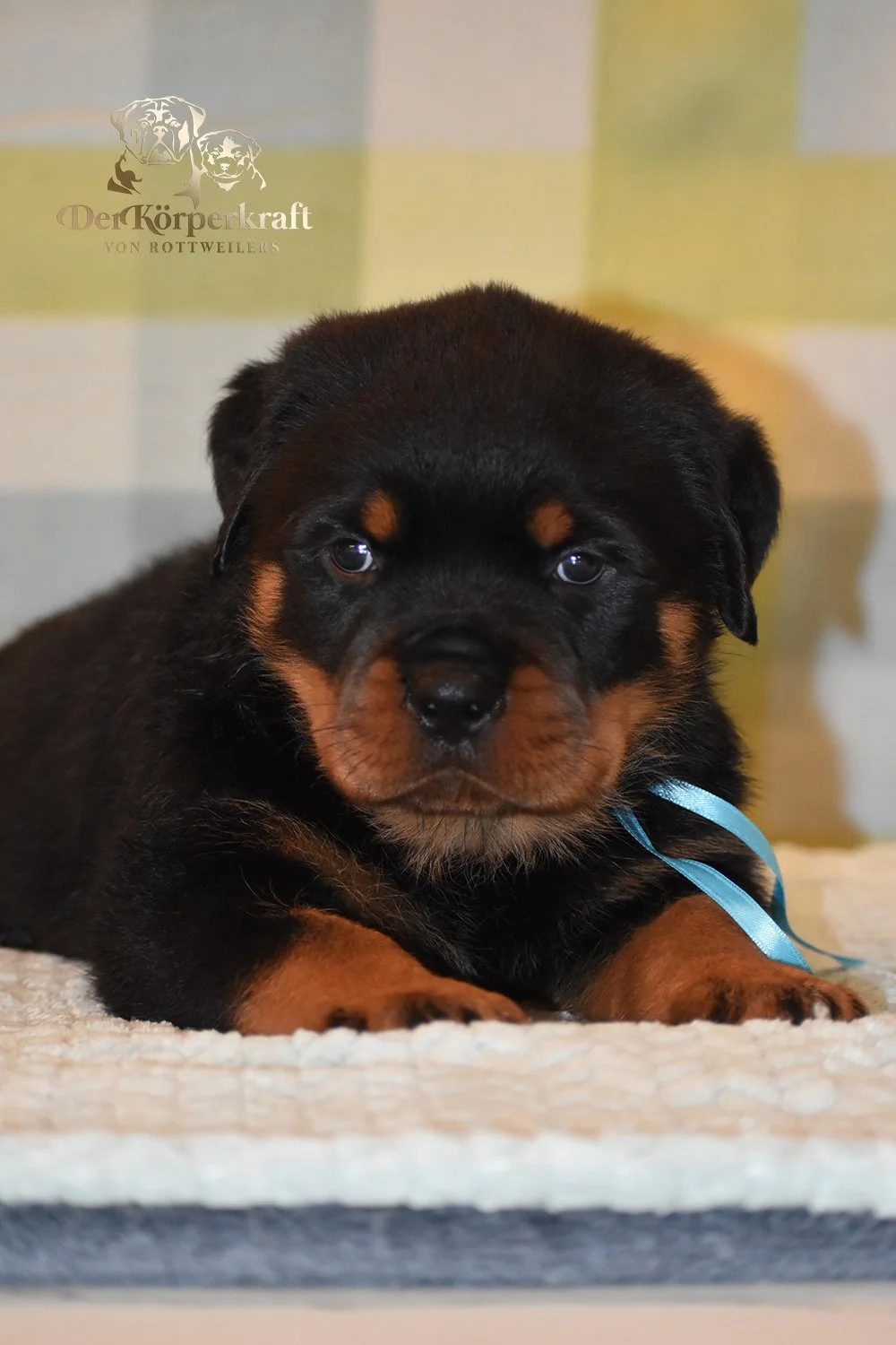 6P-Virtus-Dina-5wk-Male-Blue (4)b.jpg
