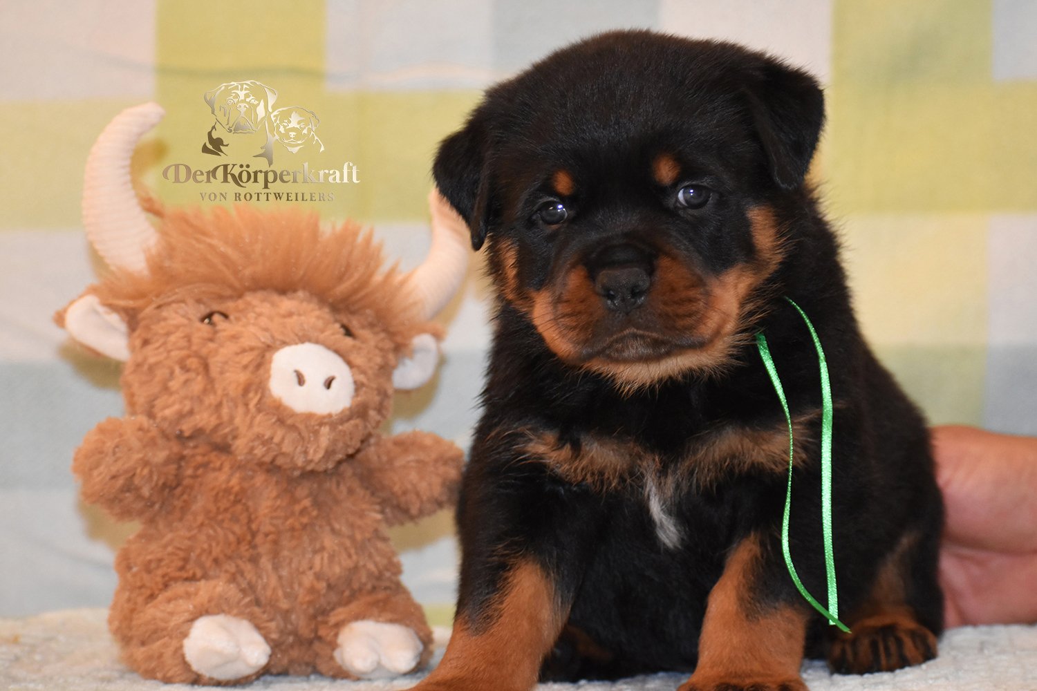 6P-Virtus-Dina-5wk-Male-Green (1)b.jpg