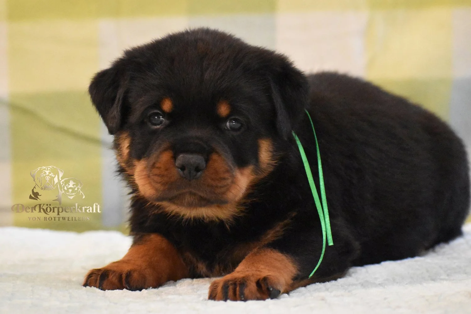 6P-Virtus-Dina-5wk-Male-Green (2)b.jpg
