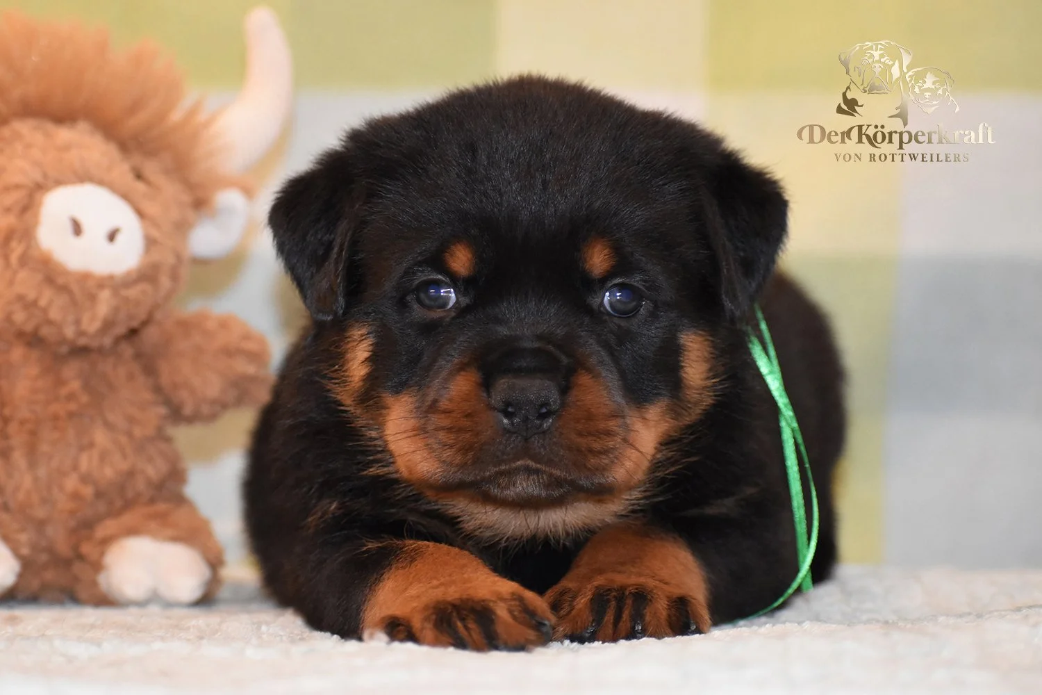 6P-Virtus-Dina-5wk-Male-Green (3)b.jpg