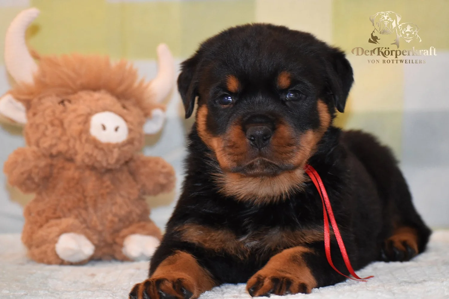 6P-Virtus-Dina-5wk-Male-Red (1)b.jpg