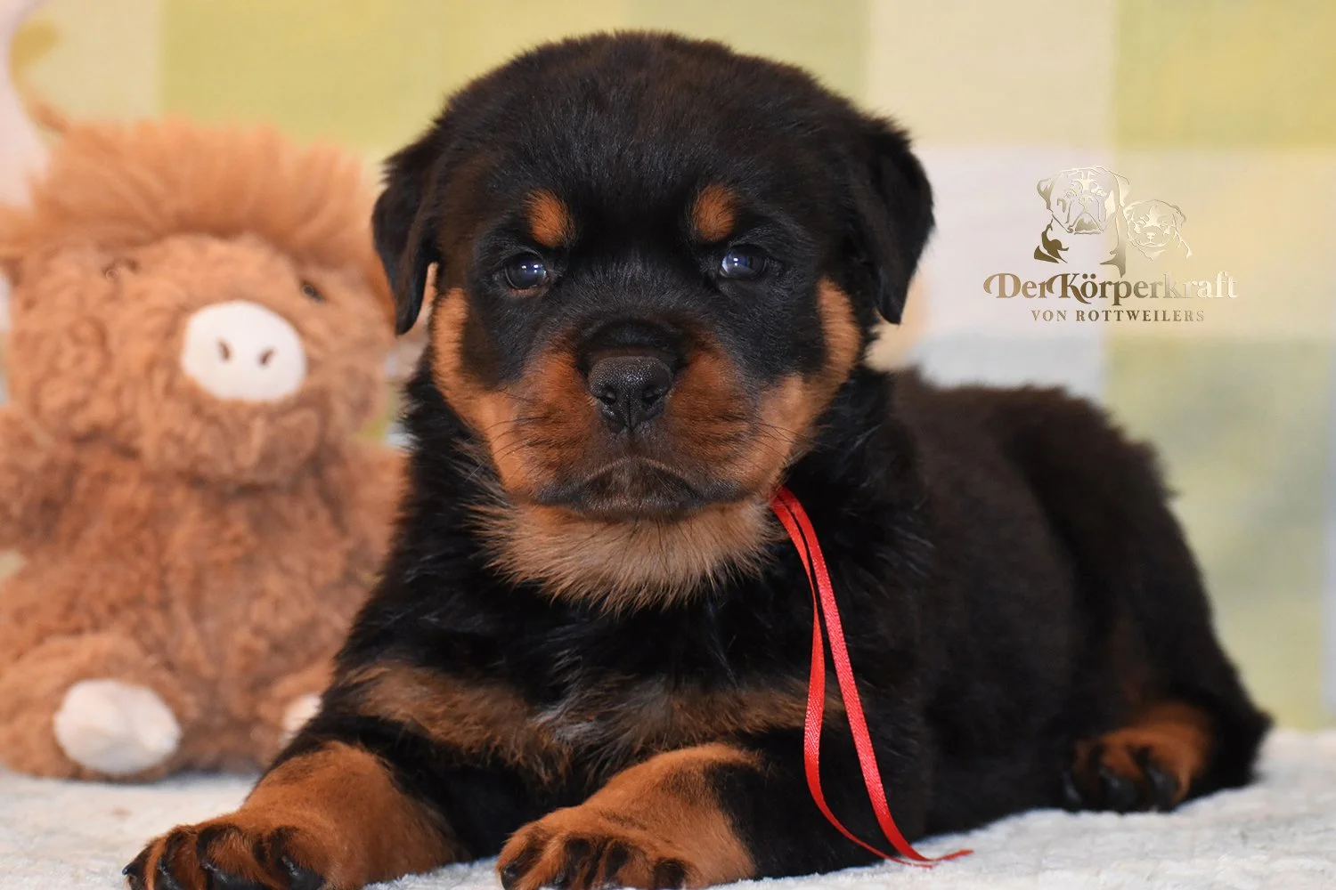 6P-Virtus-Dina-5wk-Male-Red (2)b.jpg