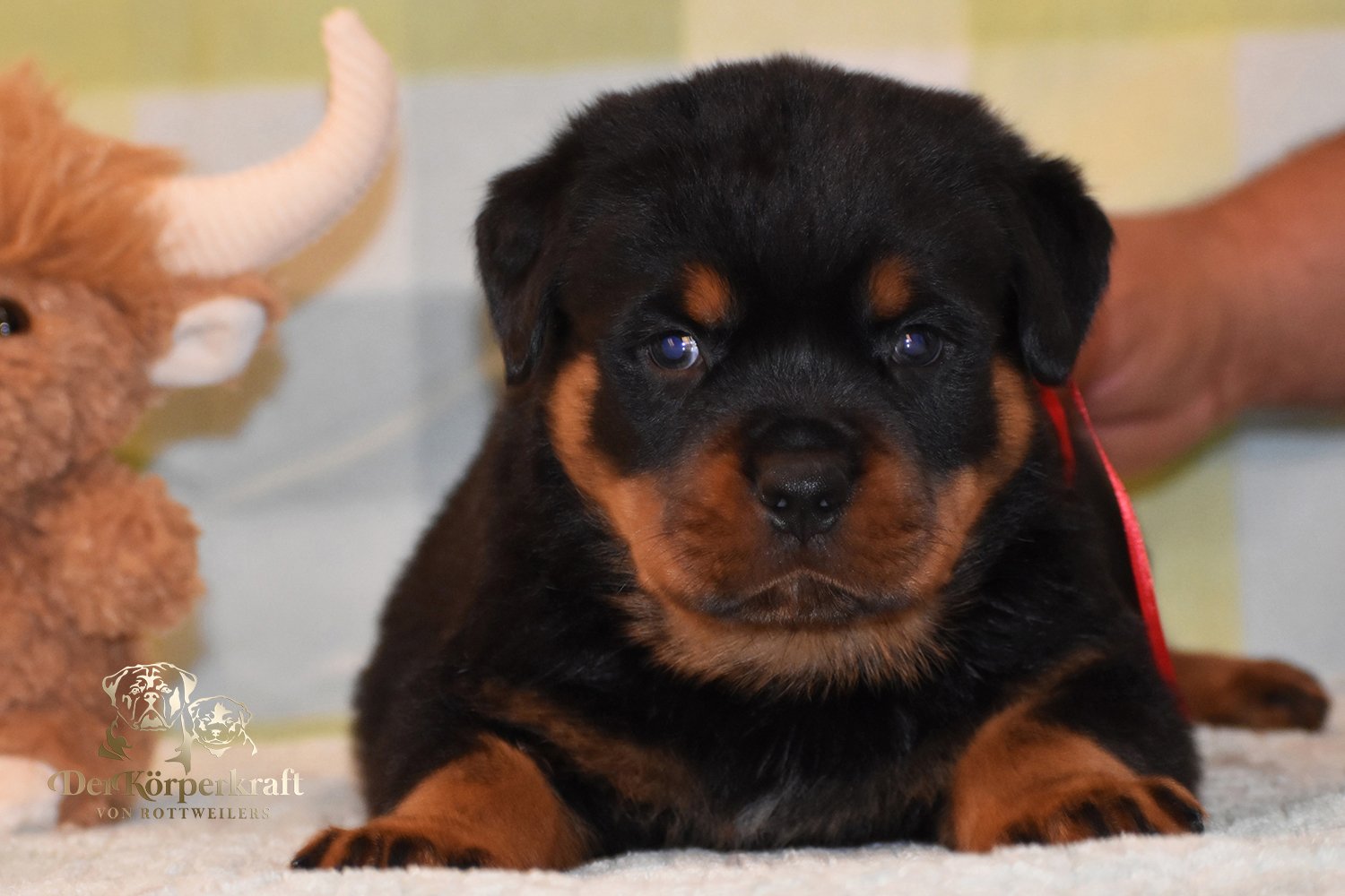 6P-Virtus-Dina-5wk-Male-Red (3)b.jpg