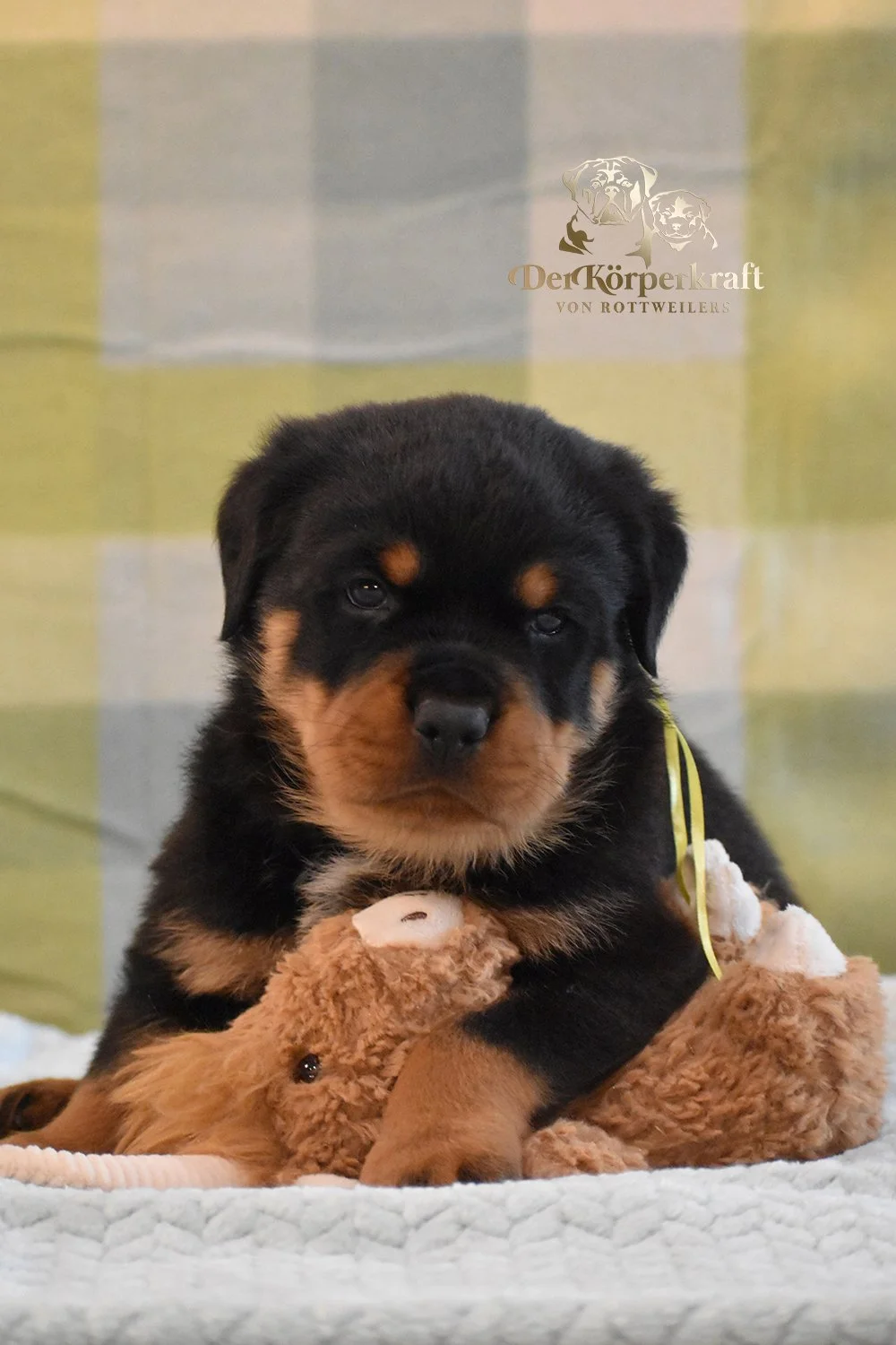 6P-Virtus-Dina-5wk-Male-Yellow (1)b.jpg