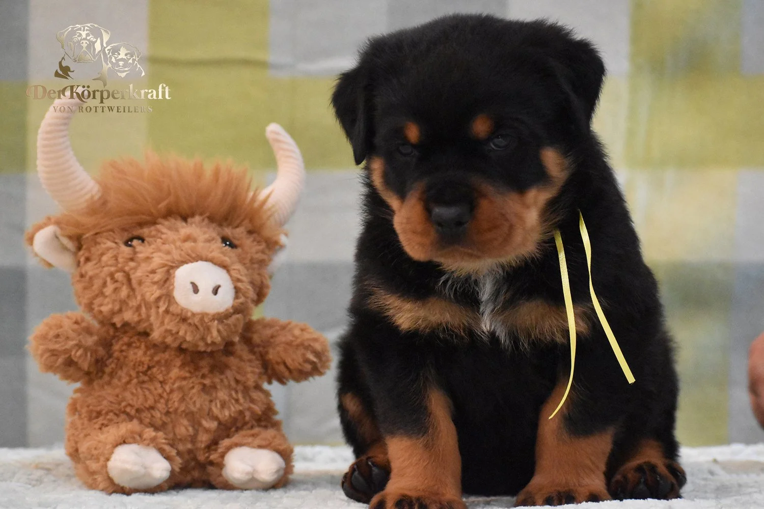 6P-Virtus-Dina-5wk-Male-Yellow (2)b.jpg