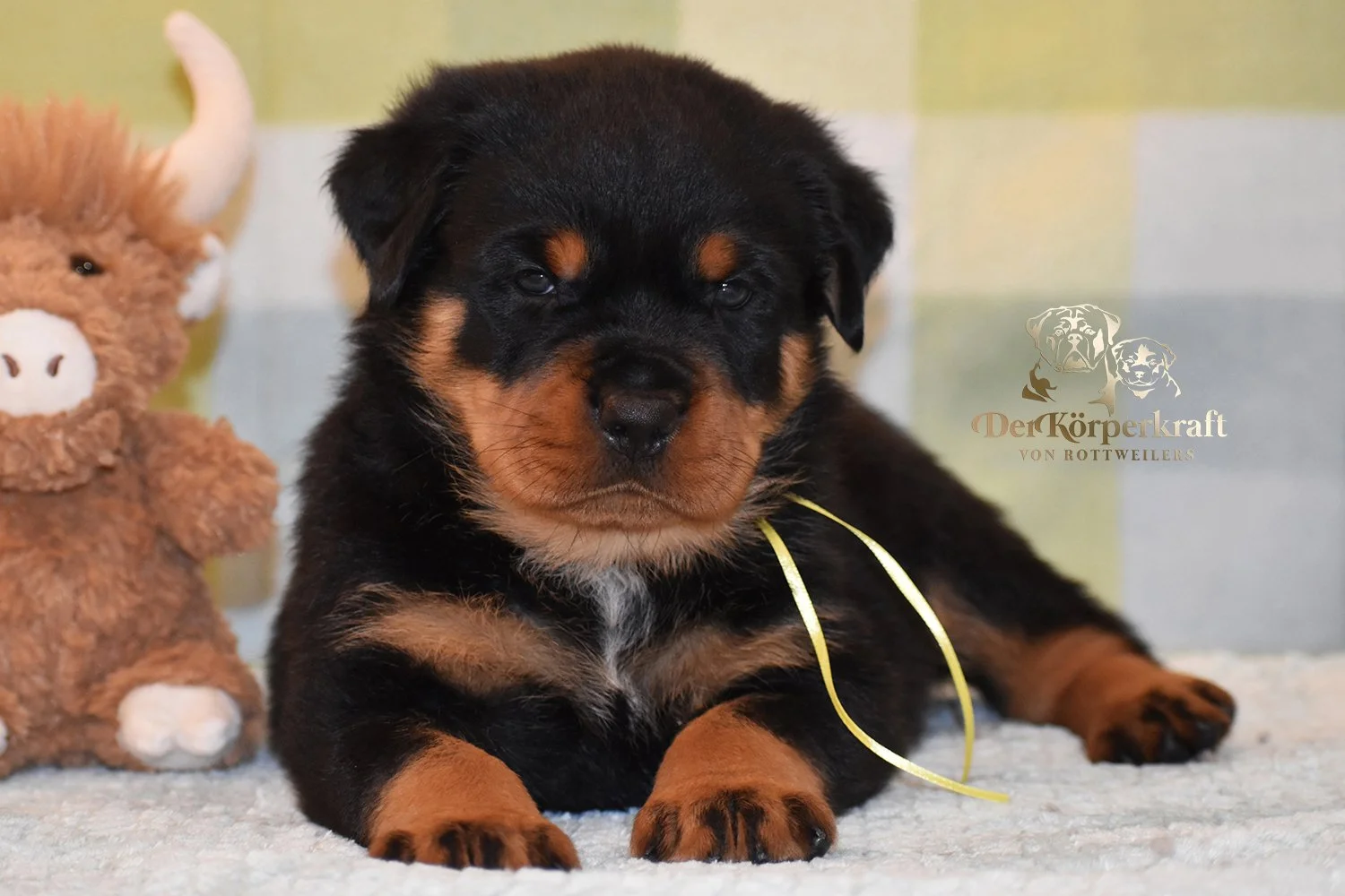 6P-Virtus-Dina-5wk-Male-Yellow (3)b.jpg