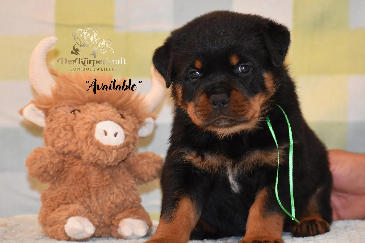 6P-Virtus-Dina-5wk-Male-Green-Available.jpg