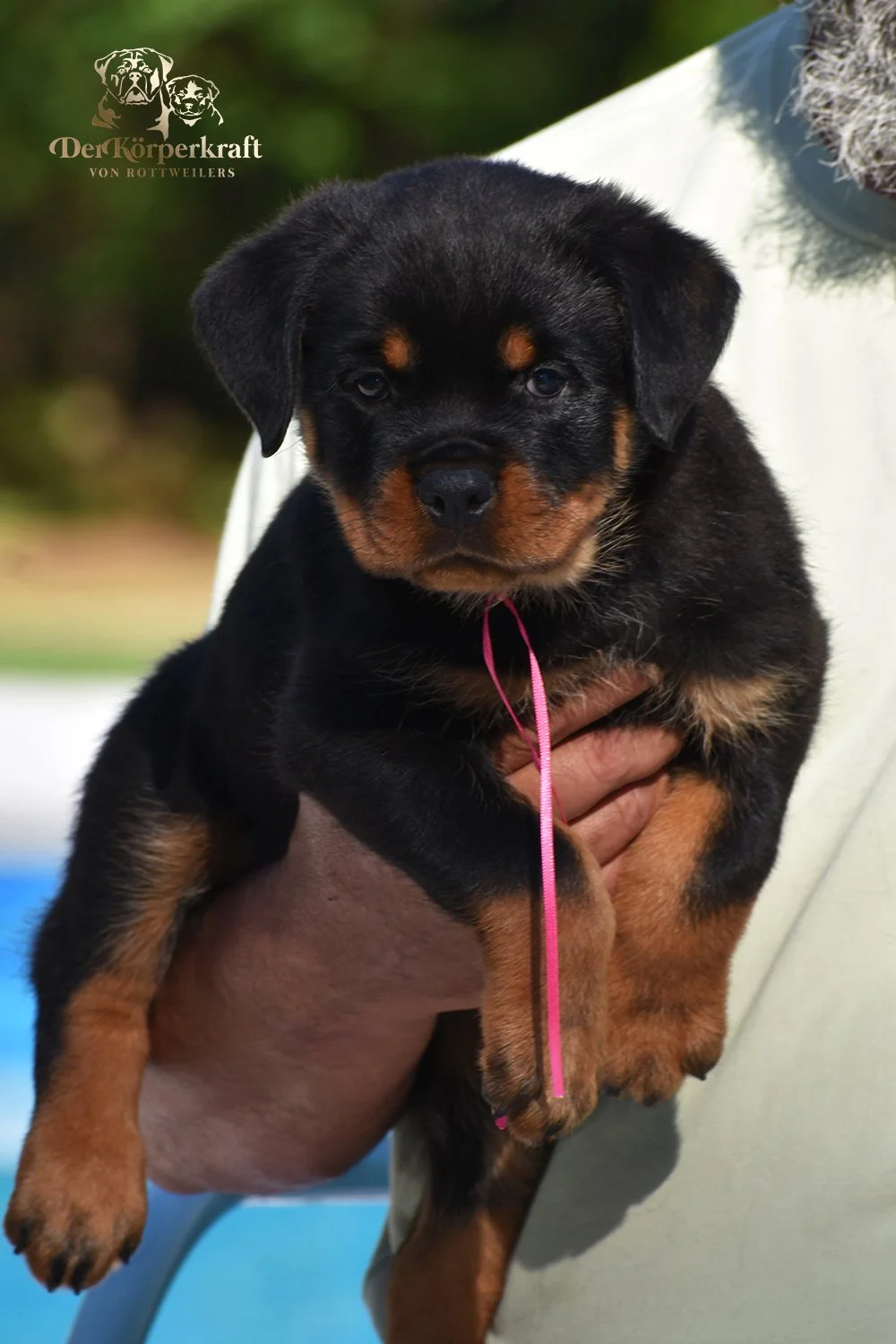 6P-Virtus-Dina-7wk-Female-Pink-1a.JPG