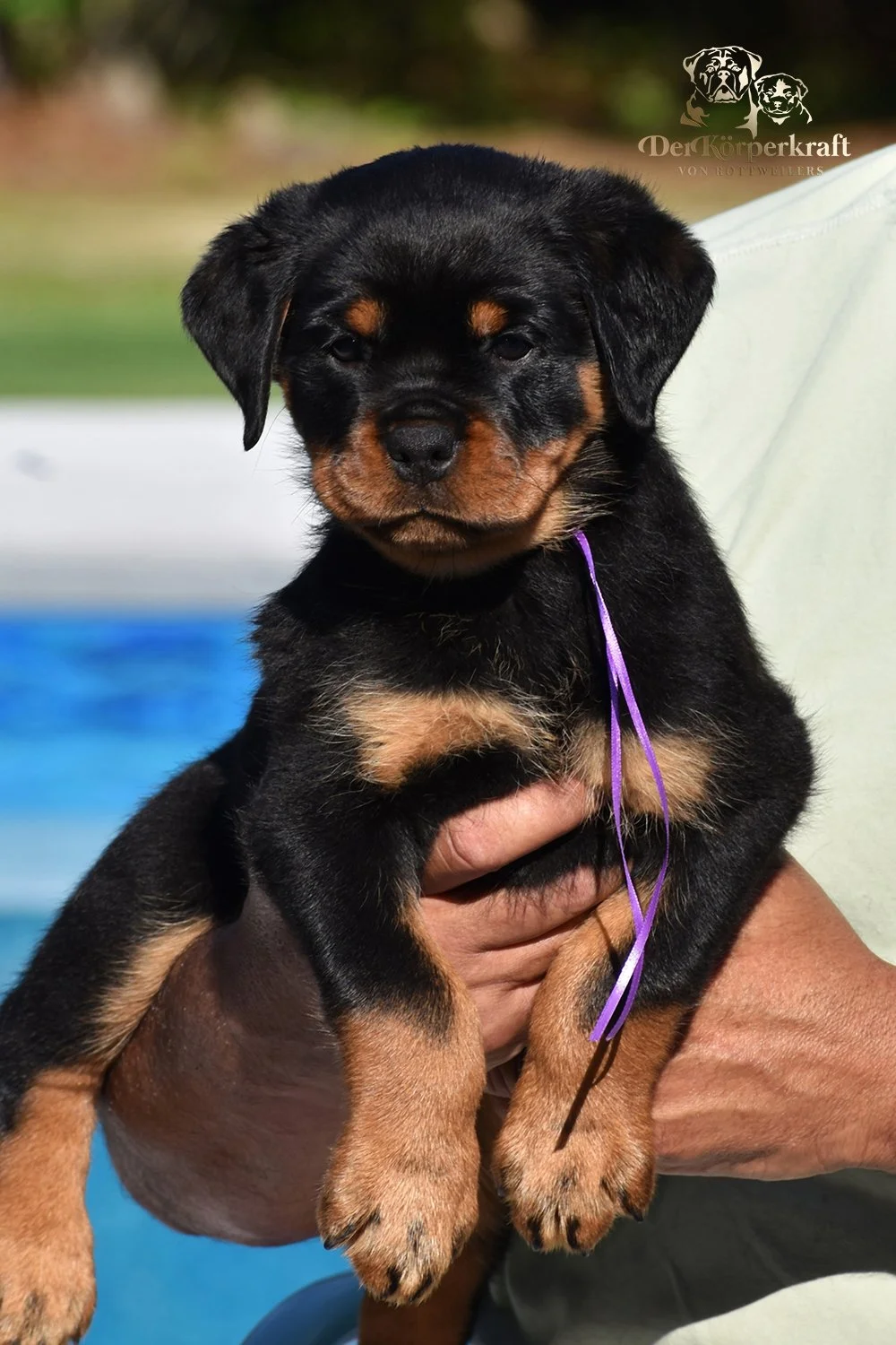 6P-Virtus-Dina-7wk-Female-Purple-1a.JPG