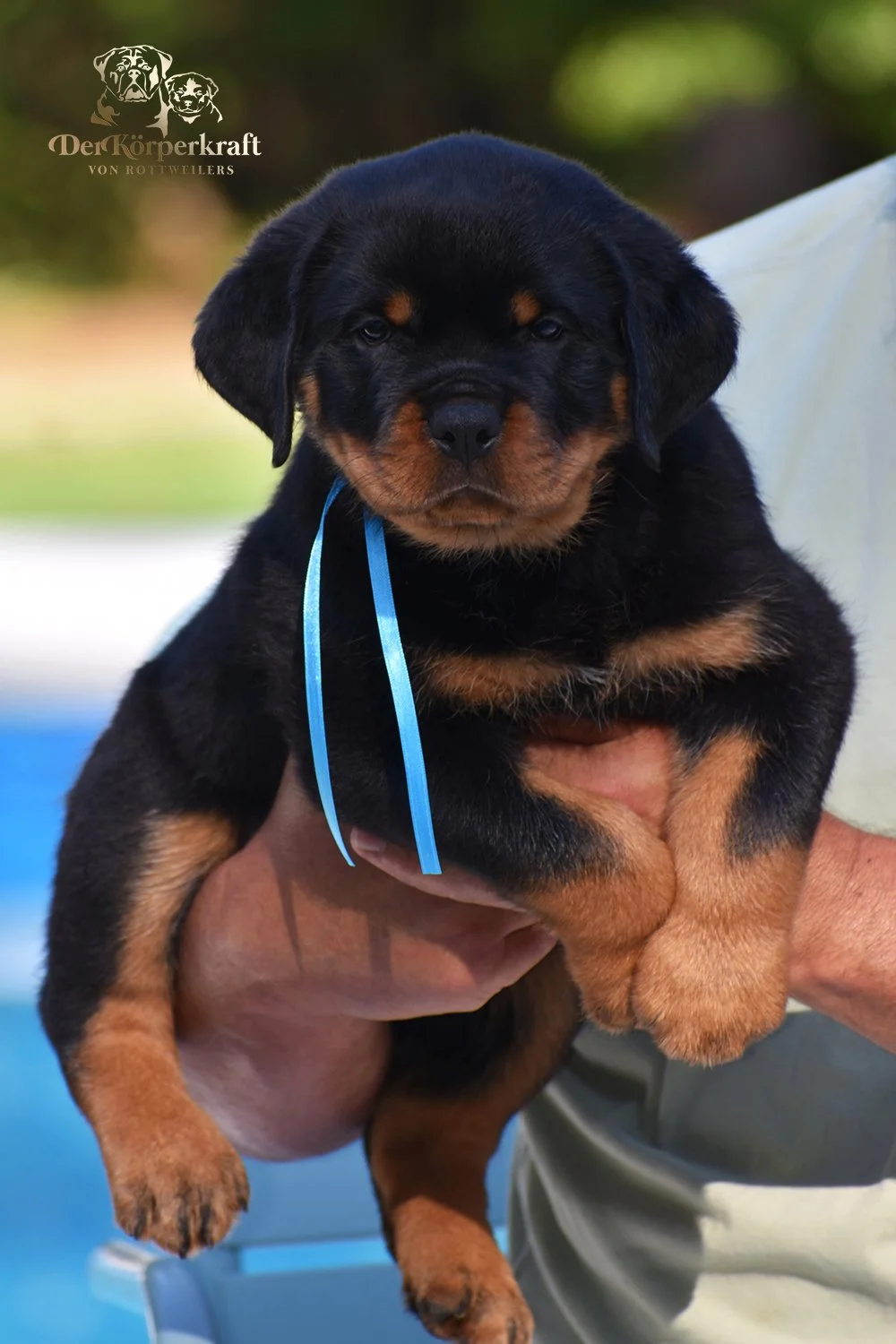 6P-Virtus-Dina-7wk-Male-Blue-1a.JPG
