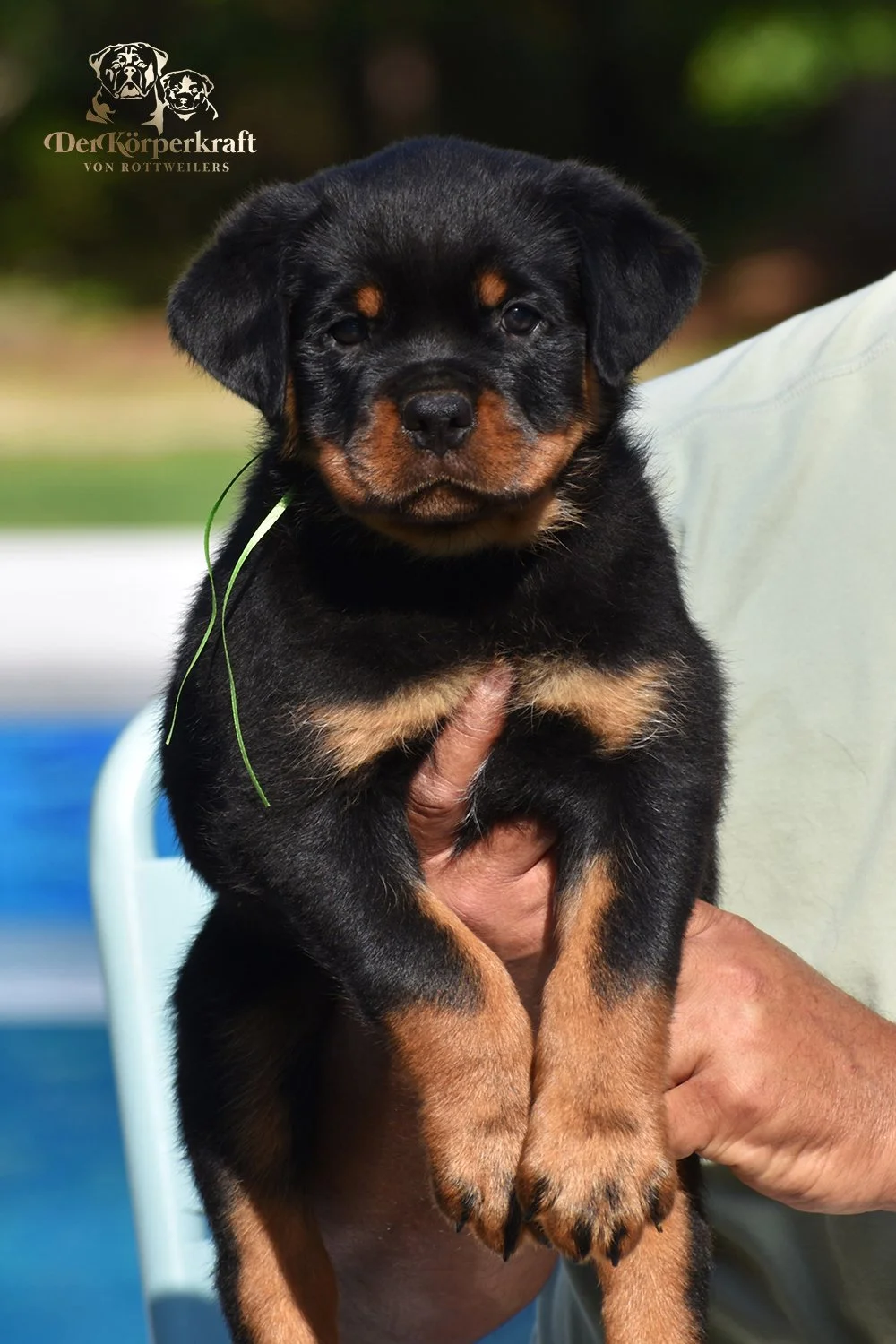 6P-Virtus-Dina-7wk-Male-Green-1a.JPG