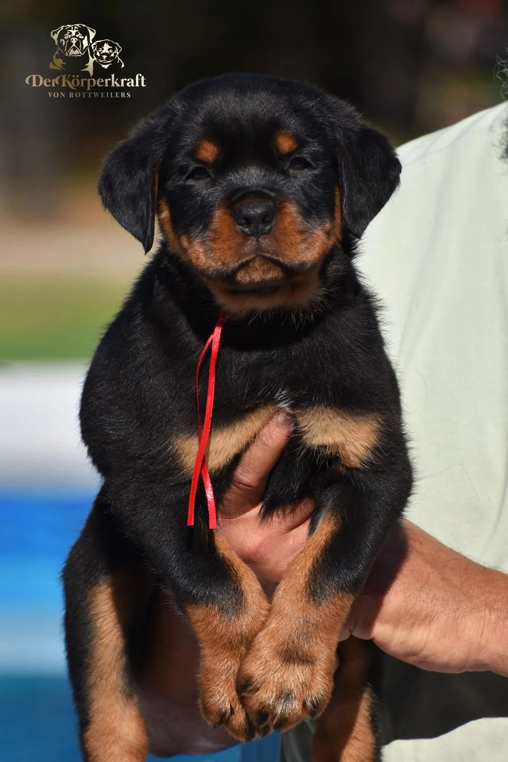 6P-Virtus-Dina-7wk-Male-Red-1a.JPG