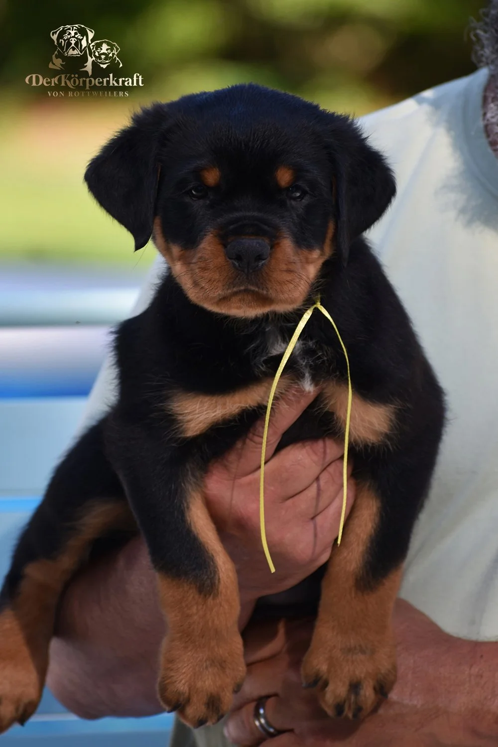 6P-Virtus-Dina-7wk-Male-Yellow-1a.JPG