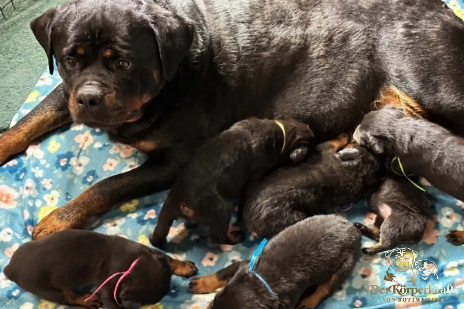 6Q-John-Wick-Brenda-3wk-Litter-2 (2)a.jpg