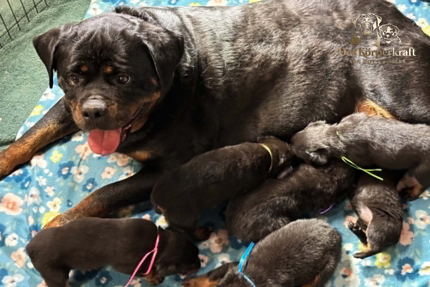 6Q-John-Wick-Brenda-3wk-Litter-2 (4)a.jpg