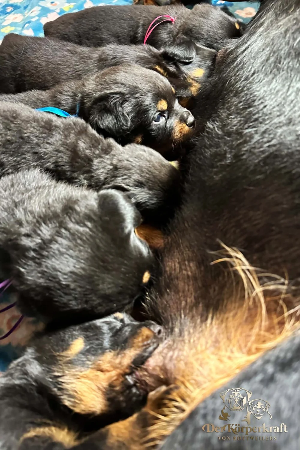6Q-John-Wick-Brenda-3wk-Litter-1 (1)a.jpg