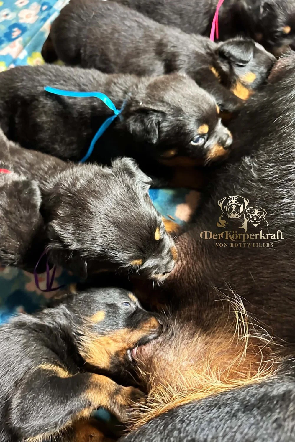 6Q-John-Wick-Brenda-3wk-Litter-1 (2)a.jpg