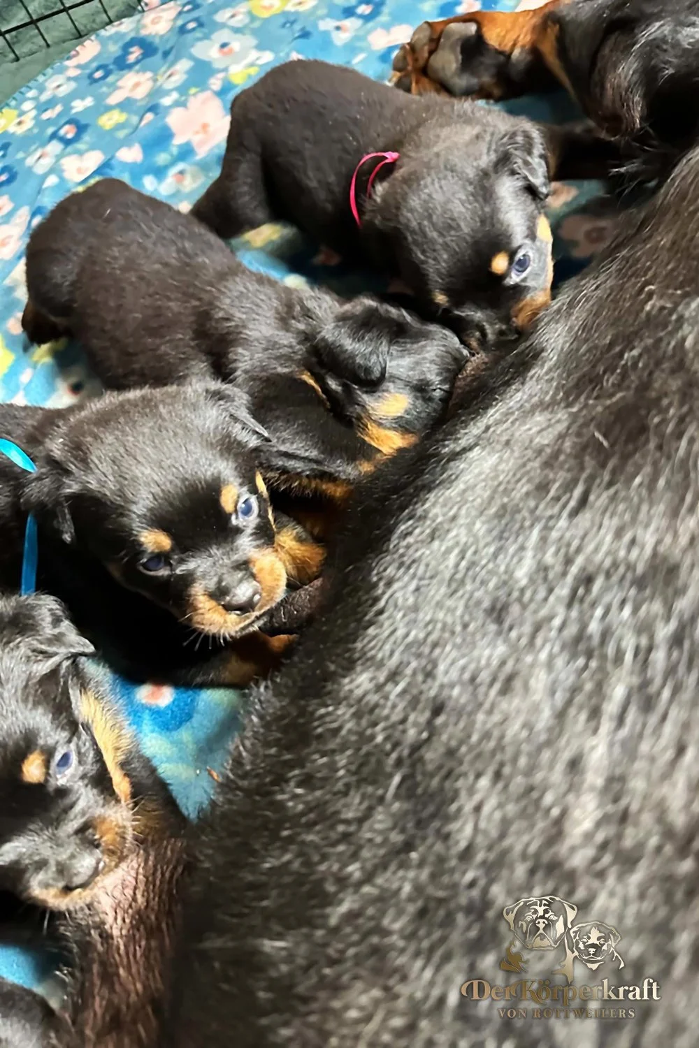 6Q-John-Wick-Brenda-3wk-Litter-1 (4)a.jpg