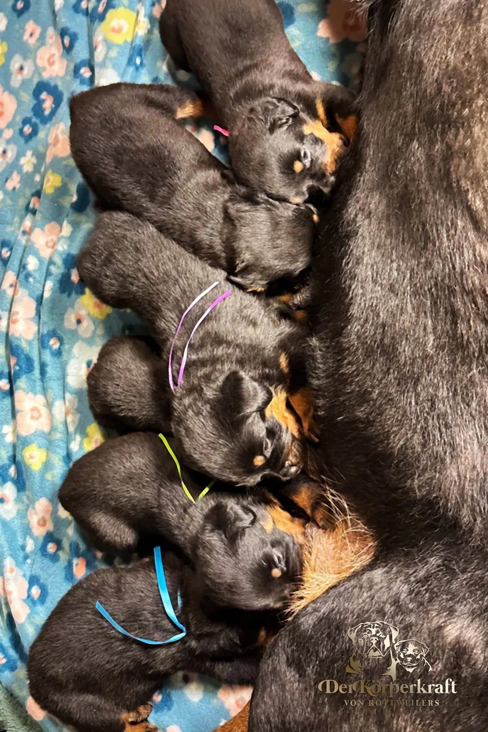 6Q-John-Wick-Brenda-3wk-Litter-1 (3)a.jpg