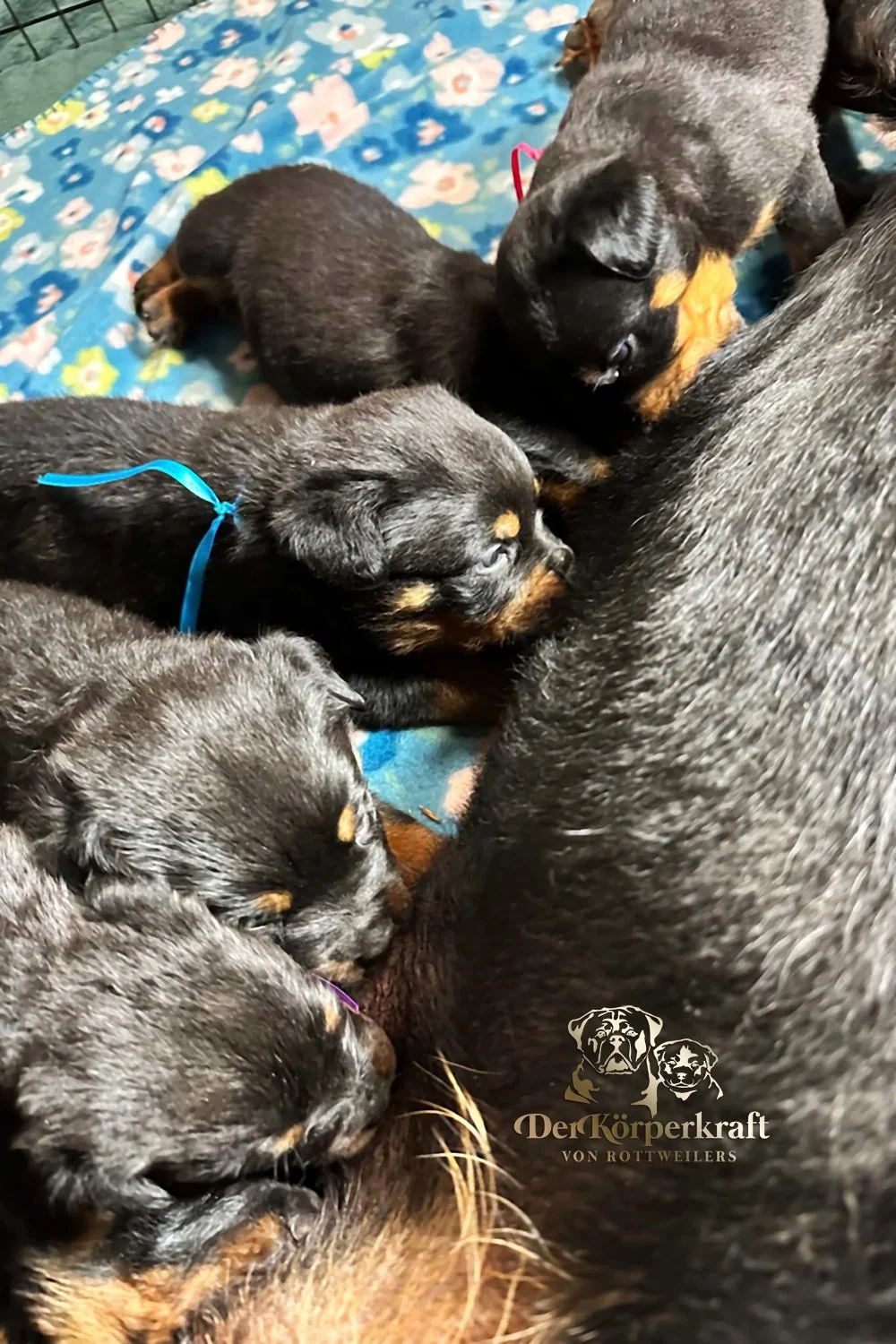 6Q-John-Wick-Brenda-3wk-Litter-1 (6)a.jpg