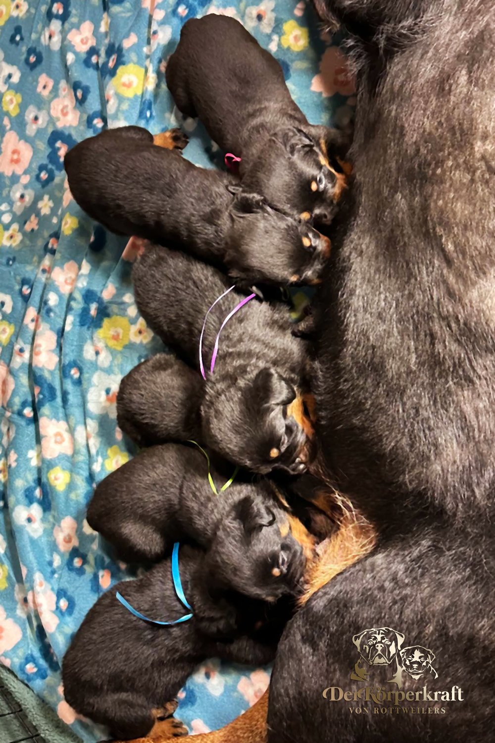6Q-John-Wick-Brenda-3wk-Litter-1 (5)a.jpg