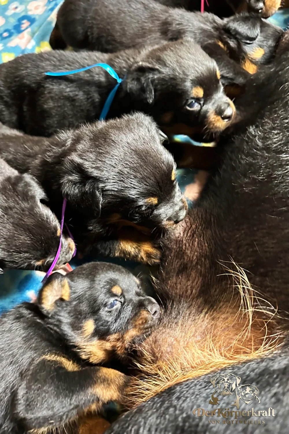 6Q-John-Wick-Brenda-3wk-Litter-1 (8)a.jpg