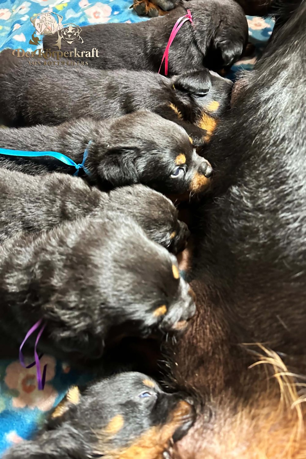 6Q-John-Wick-Brenda-3wk-Litter-1 (9)a.jpg