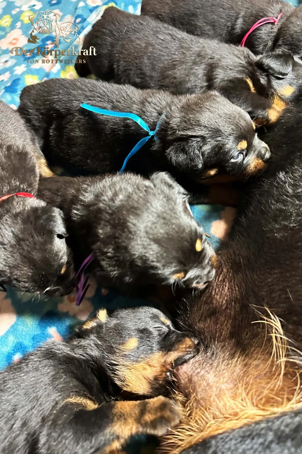 6Q-John-Wick-Brenda-3wk-Litter-1 (10)a.jpg