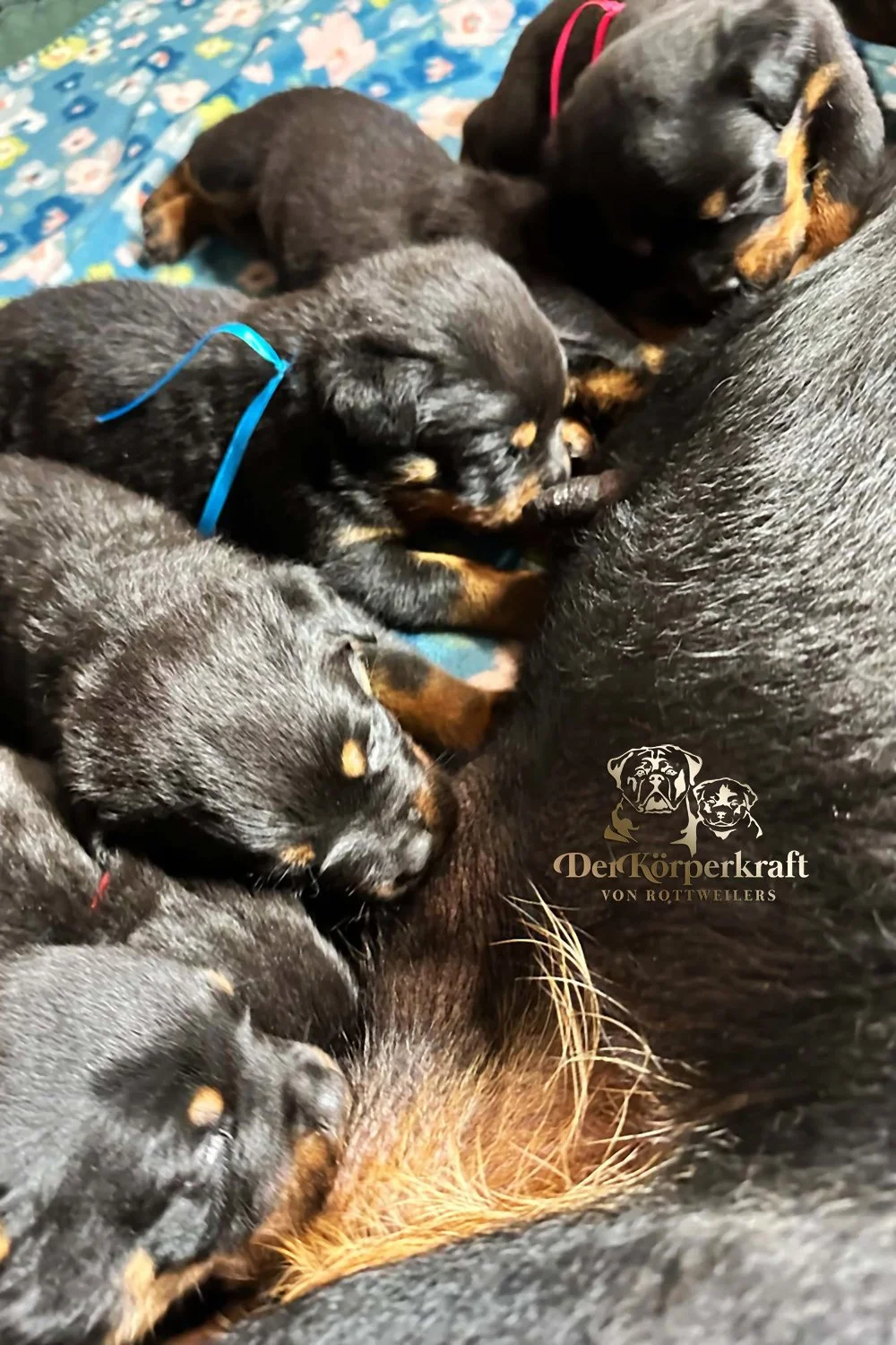 6Q-John-Wick-Brenda-3wk-Litter-1 (11)a.jpg