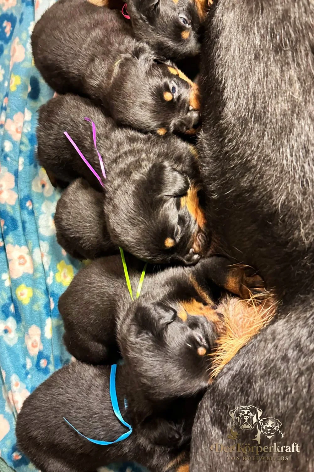 6Q-John-Wick-Brenda-3wk-Litter-1 (12)a.jpg