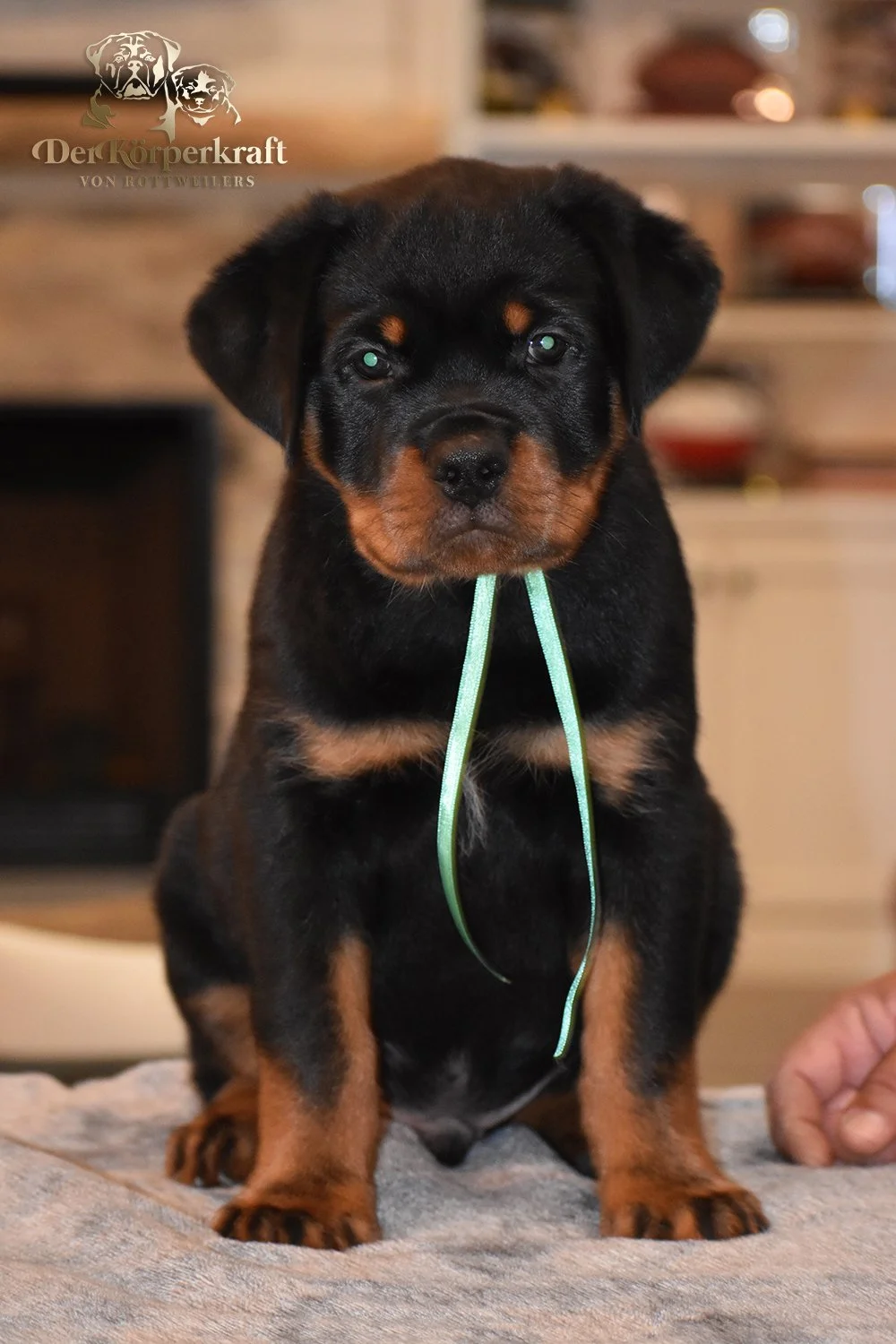 6P-Virtus-Dina-9wk-Male-Green (1)b.jpg
