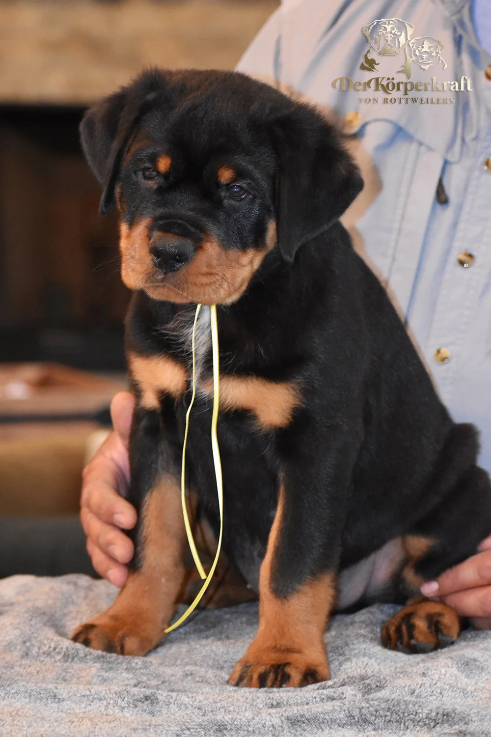 6P-Virtus-Dina-9wk-Male-Yellow (1)b.jpg