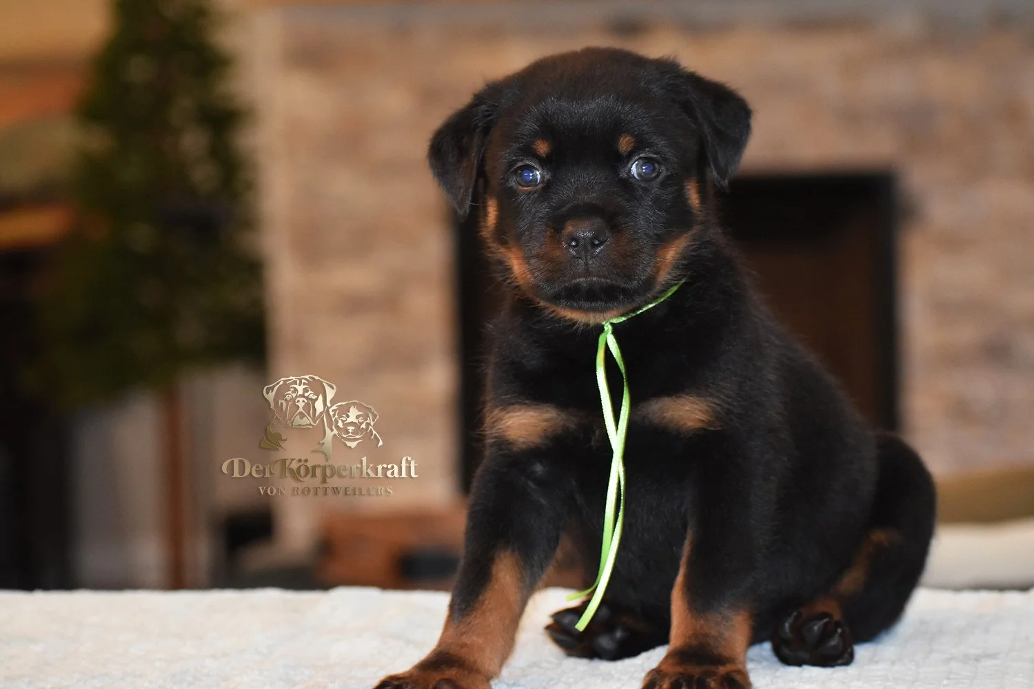 Green Collar Female